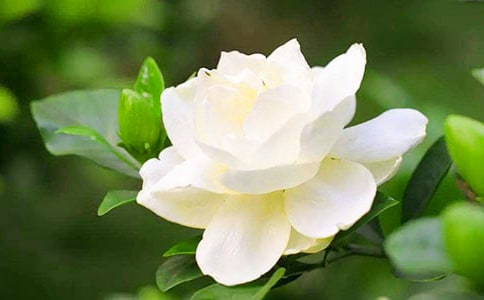 【優(yōu)選】梔子花開作文