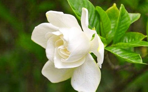 (優(yōu))梔子花開作文15篇