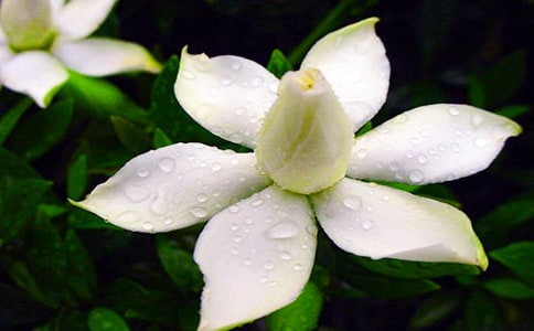 關(guān)于梔子花的觀察日記