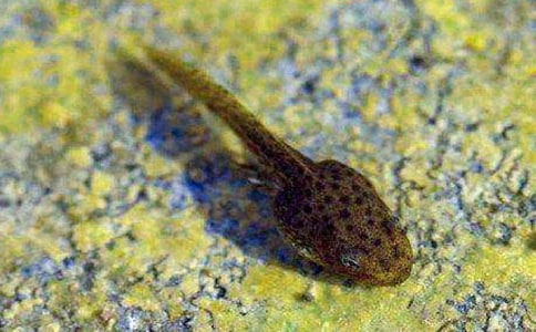 【熱門】捉小蝌蚪作文10篇