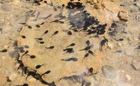 ׽���Ŀ��D����