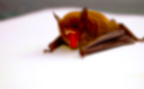 《蝙蝠和雷達(dá)》反思(通用15篇)