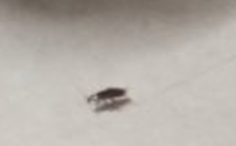 與蟑螂的一場搏斗作文