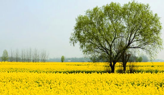 ���P���΃�(y��u)������